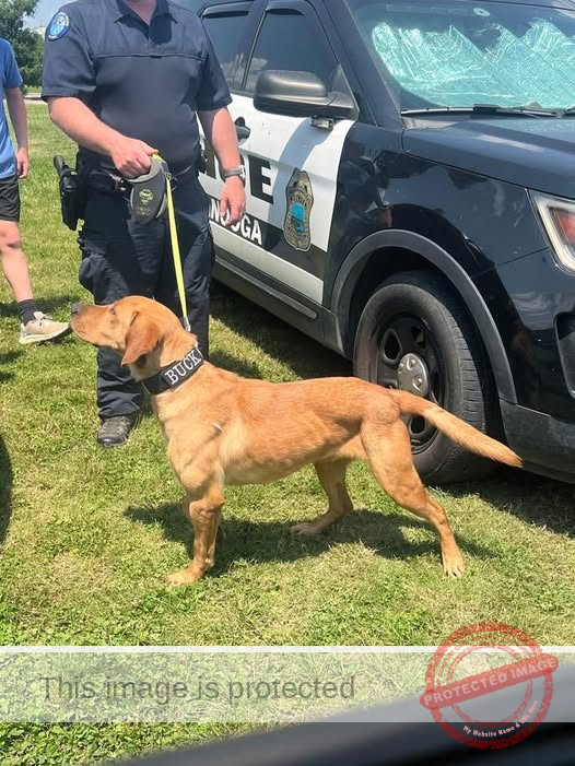 Chattanooga Says Goodbye to Beloved K9 Buck, Dies at 2