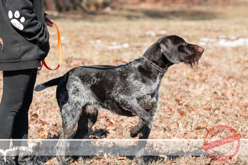K9 Scrabble Joins Search Efforts in Texas Hill Country to Find Missing Souls After July 4th Floods